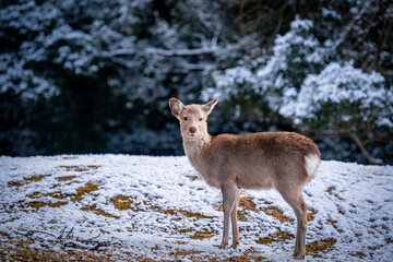 正面 カメラ目線の鹿 / Deer looking at the camera