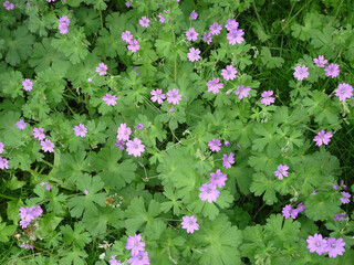 small lilac flowers on a green background, natural floral background