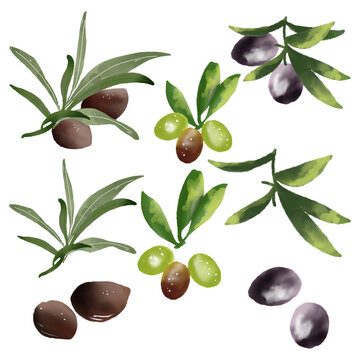 Sapodilla in watercolor collection with leaf and branch, png format.