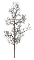 Collection of trees in various seasonal colors realistic 3D illustration Bare Tree 2	
