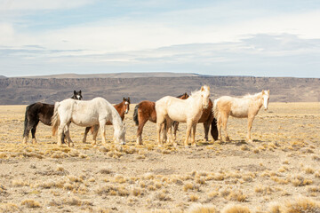 Cavalos da Patagonia