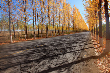 In autumn, asphalt roads and beautiful trees, The poplar forest in autumn