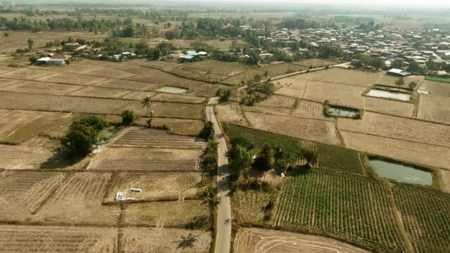 Aerial view shot of paddy field in winter after harvest rice.