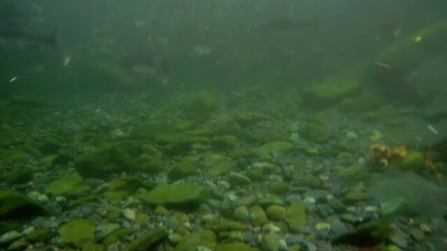 Injured salmon fish underwater in sea. School of game-fish in clear transparent water of Sea of Okhotsk.