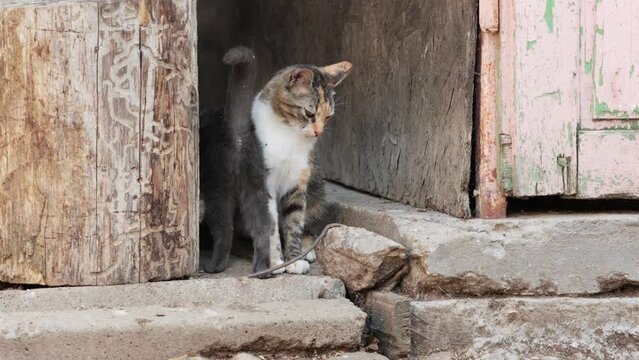 Grey Kitten Pass By Calico Cat Sitting At The Old Wooden Door. - close up