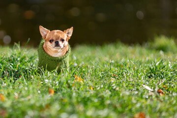 Sad little chihuahua dog sitting on green grass wearing green knitted sweater at summer nature in...