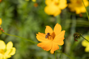 a bee eating nectar on the cosmos flower pollen