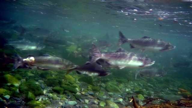 Oncorhynchus gorbuscha salmon fish underwater in sea. School of Salmonidae commercial fish in water on seabed of Sea of Okhotsk.