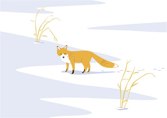 冬の雪原のキタキツネ01