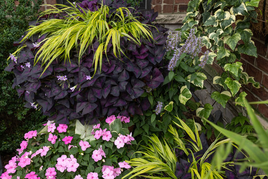 Horizontal photo of a unique Planter Combinations  of perennials and annuals for Stunning Container Garden -  Hakonechloa macra Aureola, oxalis triangularis, pink impatiens and algerian ivy. 