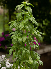 Macro of Genovese basil Everleaf Emerald Towers, a fast-growing, tidy, well-branched columnar plant with robust flavor, coplanted with Lilac Zinnia which is used as organic pest control.