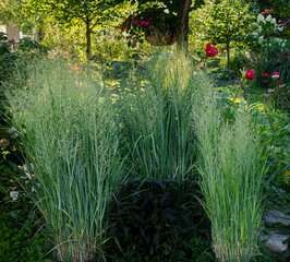 Native northwind grasses, panicum virgatum, providing a vertical privacy screen in this residential...