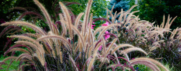 Spectacular rich burgundy foliage highlighted by the golden hour, constant movement and long...