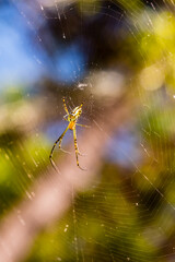 Australian garden orb weaving spider under the tree