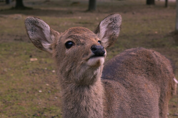 Deer posing for the camera in Nara, Japan