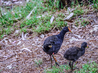 Swamphen Mother And Chick