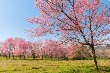 Branch wild Himalayan cherry flower blossom at phu lom lo mountain Thailand