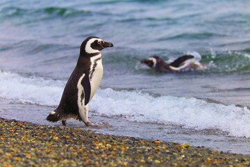 Obraz premium Gentoo Penguins in Tierra Del fuego, Ushuaia, Argentina South America