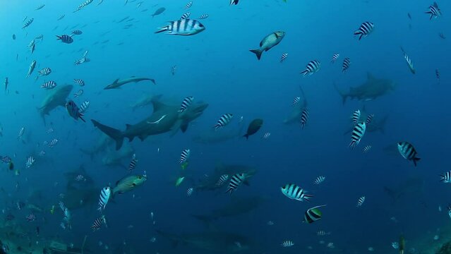 Pack of sharks in school of fish in underwater marine wildlife. Dangerous animals on seabed of ocean.