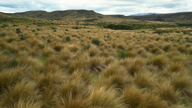 Drone flying close to red tussock grasslands protected area with mountains backdrop in Southland near Mossburn, Newzealand 