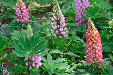 色鮮やかなルピナス花壇