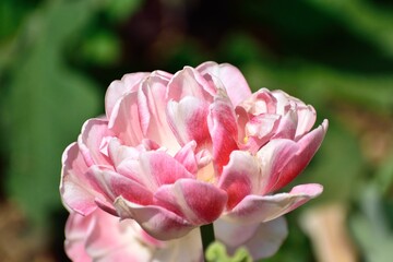 色鮮やかな八重咲きチューリップ "アンジェリケ"