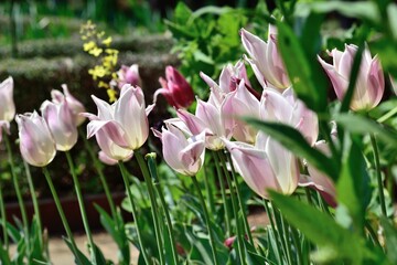 Obraz premium 色鮮やかなチューリップ花壇