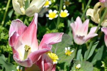 色鮮やかなチューリップ花壇
