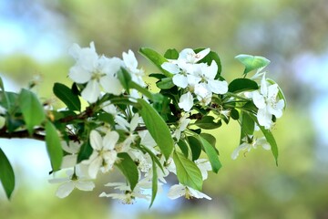 ミカイドウ 白い花アップ