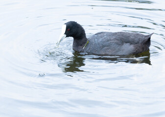 Eurasian Coot Swimming In Local Pond Taken In Summer Melbourne