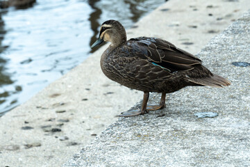 Pacific Black Duck Photo Taken In Summer With Zoom Lens