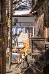 神社に佇む猫　Cat