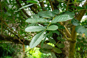 Kigelia is a genus of flowering plants in the family Bignoniaceae. The genus consists of only one species, Kigelia africana, which occurs throughout tropical Africa.