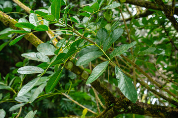 Kigelia is a genus of flowering plants in the family Bignoniaceae. The genus consists of only one species, Kigelia africana, which occurs throughout tropical Africa.