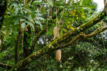 Fototapeta premium Kigelia is a genus of flowering plants in the family Bignoniaceae. The genus consists of only one species, Kigelia africana, which occurs throughout tropical Africa.