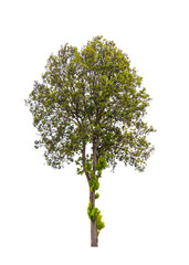 Fototapeta na wymiar Isolated single tree greenery botanical