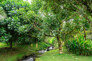 Kigelia is a genus of flowering plants in the family Bignoniaceae. The genus consists of only one species, Kigelia africana, which occurs throughout tropical Africa.