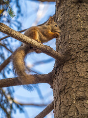 The squirrel with nut sits on tree in the autumn. Eurasian red squirrel, Sciurus vulgaris.