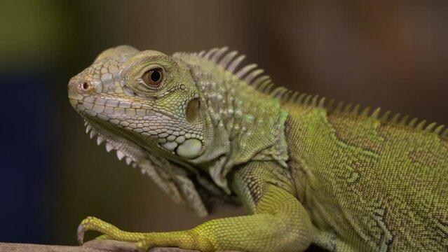 Zooming in on the face of a scaly iguana lying on a piece of wood.
