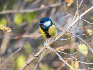 Cute bird Great tit, songbird sitting on the branch with blured background
