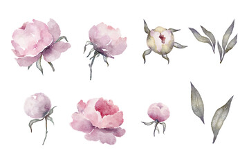 Watercolor purple peonies and leaves floral elements set isolated on white background