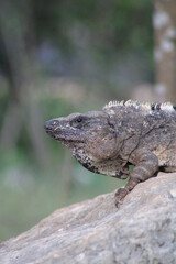 Iguana seria 