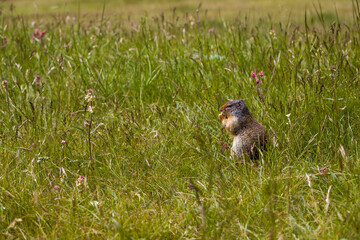 Columbian ground squirrel eats berries. A rodent grazes in the grass of the Rocky Mountains. Wildlife Banff, Alberta. Canada