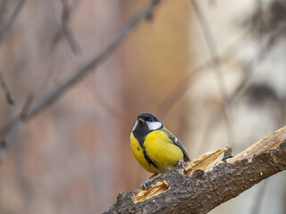 Cute bird Great tit, songbird sitting on the branch with blured background