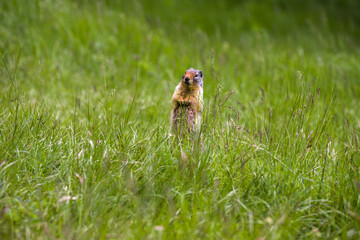 Columbian ground squirrel looks out of the grass. A rodent grazes in the grass of the Rocky Mountains. Wildlife Banff, Alberta. Canada