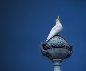 Cockatoo  © glenn