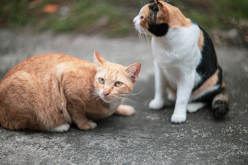 Two cats playing in the garden. Selective focus on cat.