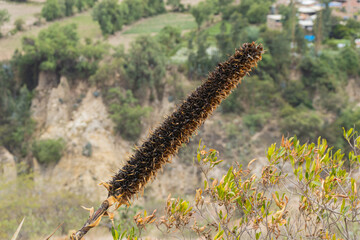 Millet plant from Italy, known as species Setaria italica (L.) P.Beauv. 