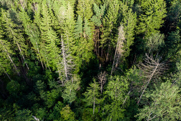 View from a height of trees in a coniferous forest