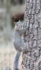 squirrel on a tree